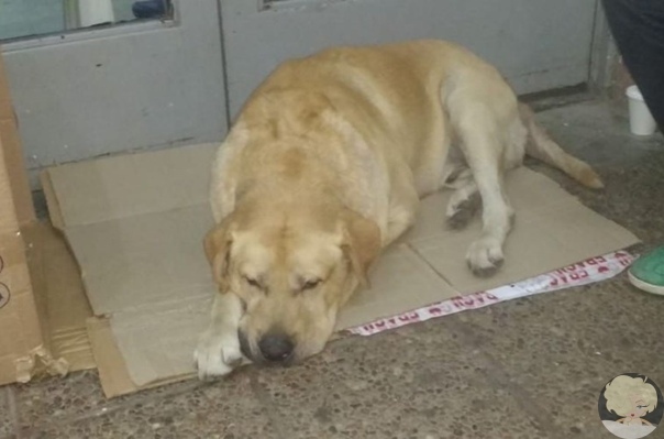 История Хатико повторяется: верный пес ждет своего хозяина возле больницы, не зная, что мужчина скончался Собаки самые преданные существа. Доказательством этого стала история Хатико, прождавшего